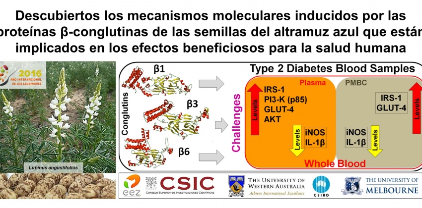 β-conglutin proteins modulate the insulin signalling pathway as potential type 2 diabetes treatment and inflammatory-related disease amelioration
